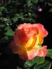 Beetrose Gartenspaß® - Rosa Gartenspaß® - Kordes Rose - Produktbild-Vorschau 4