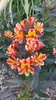 Alstroemeria x GARDEN 'Indian Summer'® / Lys des Incas Voir les images du produit 2