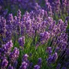 Lavendel Lavandula angustifolia Munstead winterhart lila 3 Produktbild-Vorschau 1