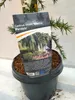 Cedrus libani ‘Glauca Pendula’ Blaue Hänge-Libanon-Zeder Produktbild-Vorschau 3