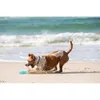 Waboba Woof Pack Hundespielzeug Set Wurfscheibe Sprungball Produktbild-Vorschau 18