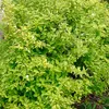 2 x  jasmín vonný  - Philadelphus coronarius 'Aureus'  | Náhled obrázku produktu 2