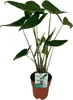 Meergroothandel Alocasia Zebrina (Elefantenohr) - 75 cm, Produktbild-Vorschau 2