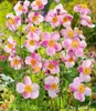 BALDUR Garten 2x Rosa Herbst-Anemone, Pflanzen im 9x9 Produktbild-Vorschau 2