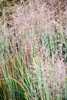 Stauden Gänge 1 x Panicum virgatum 'Heiliger Hain' im 1 Produktbild-Vorschau 3
