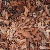 Galamio Rindenmulch Kiefer Grob 60l x 39 Sack 2340l Palette Produktbild-Vorschau 6
