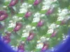 Bienenauge Facettenlinse Produktbild-Vorschau 5