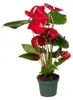 Anthurium Red - Ø17cm - ↕55cm - Ø12cm - ↕40cm Produktbild-Vorschau 1