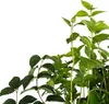 Filadelfo (Philadelphus) Rosace 1L Anteprima dell’immagine prodotto 6