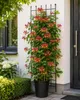 Lonicera heckrottii Goldflame 60–80 cm – Duftendes Produktbild-Vorschau 1