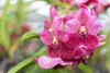 Substrat für Orchideen -  Erdsubstrat für den Anbau Produktbild-Vorschau 3