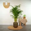 Areca-Palme Dypsis lutescens Ø24cm 130cm Betelpalme Produktbild-Vorschau 2