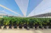 Sunny Tree - Zitronenbaum große 90 Zentimeter - Citrus Produktbild-Vorschau 3