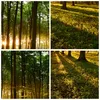 Bilder auf glas - Wald grün Sonnenstrahlen Natur - 100x70cm Produktbild-Vorschau 8