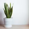 Langue de belle-mère - Sansevieria trifasciata Laurentii - Voir les images du produit 5