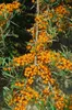 Sanddorn Sirola 60-100 cm, im Topf - Hippophae rhamnoides Produktbild-Vorschau 3