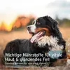 AniForte Bierhefe Tabs für Hunde 500 Stück – Natürliches Produktbild-Vorschau 6