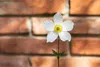 Anemone japonica 'Honorine Jobert', Herbst-Anemone, weiß, Produktbild-Vorschau 5