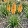 Stauden Gänge 3 x Kniphofia Kollektion - Fackellilie Produktbild-Vorschau 6
