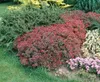 A garden bed with several types of shrubs and flowers. Produktbild-Vorschau