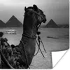 MuchoWow® Poster Ägypten - Kamel - Schwarz - Weiß 100x100 Produktbild-Vorschau 1