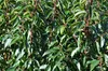Stauden Gänge 1 x Prunus lusitanica - Portugiesischer Produktbild-Vorschau 3