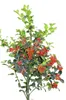 Stechpalme Ilex Heckenfee Hochstamm 80 - 100 cm Ilex Produktbild-Vorschau 1