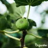 Fig Tekuté hnojivo 2x1 L – 2-1-8 (NPK) – Pre figy a ovocné Náhľad obrázku produktu 8