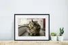 MuchoWow® MuchoWow® Gerahmtes Poster Katze - Wasserhahn - Produktbild-Vorschau 6
