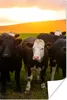 MuchoWow® Poster Kühe - Hügel - Sonnenuntergang - Gras - Produktbild-Vorschau 1