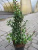Chaenomeles speciosa Orange Storm - Zierquitte Orange Storm Produktbild-Vorschau 2