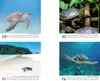 Wasserschildkrötenzauber Tischkalender 10x10cm für 2027 Produktbild-Vorschau 4