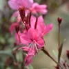 Gaura lindheimeri Siskiyou Pink – 60 roślin – Ø9cm – Podgląd zdjęcia produktu 3