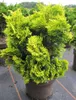 Chamaecyparis obtusa Nana Aurea - Gelbe Produktbild-Vorschau 3