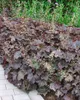 Purpurglöckchen Palace Purple, im Topf - Heuchera Produktbild-Vorschau 10