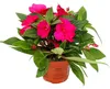 Edel-Lieschen - Impatiens Neu-Guinea - 12cm Topf - Set mit Produktbild-Vorschau 2