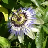 SAFLAX - Blaue Passionsblume - Passiflora caerulea - 25 Produktbild-Vorschau 6