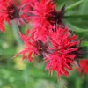 6 x Indianernessel  - Monarda 'Gardenview Scarlet'  | Topf Produktbild-Vorschau 2