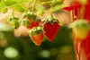 Fragaria vesca 'Elsanta', Walderdbeere, ca. 9x9 cm Topf Produktbild-Vorschau 1