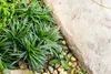 Stauden Gänge 1 x Ophiopogon japonicus 'Nana' - Zwerg Produktbild-Vorschau 5