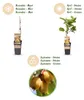 Żółte Kiwi - Actinidia deliciosa Golden Kiwi - Żółty owoc | Podgląd zdjęcia produktu 4