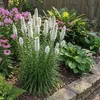 Bloomique - Zestaw 6 sztuk - Liatris spicata Alba - Podgląd zdjęcia produktu 3
