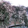 Clematis armandii Apple Blossom (sempreverde e resistente) Anteprima dell’immagine prodotto 7