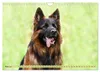 Altdeutsche Schäferhunde - Traumhafte Schäferhunde Produktbild-Vorschau 6