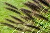 Stauden Gänge 1 x Pennisetum alopecuroides 'Moudry' im 1 Produktbild-Vorschau 3