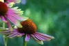 Stauden Gänge 1 x Echinacea purpurea 'Green Twister' - Bunt Produktbild-Vorschau 6