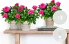3er-Set - Topfrosen Rosa - Für drinnen und draußen - Produktbild-Vorschau 2