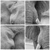 Poster - Poster ohne Rahmen - Elefant Afrika Tier - 70x50 Produktbild-Vorschau 8