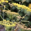 6 x fenykl  - Foeniculum vulgare 'Giant Bronze'  | Květináč Náhled obrázku produktu 1