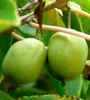 Mini-Kiwi Kokuwa Kletterpflanze, selbstfruchtend, Reifezeit Produktbild-Vorschau 8